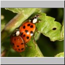 Harmonia axyridis - Asiatischer Marienkaefer 03.jpg